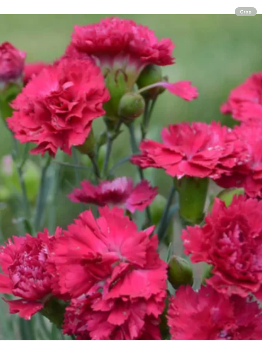 Fruit Punch® 'Cranberry Cocktail' Pinks Dianthus hybrid