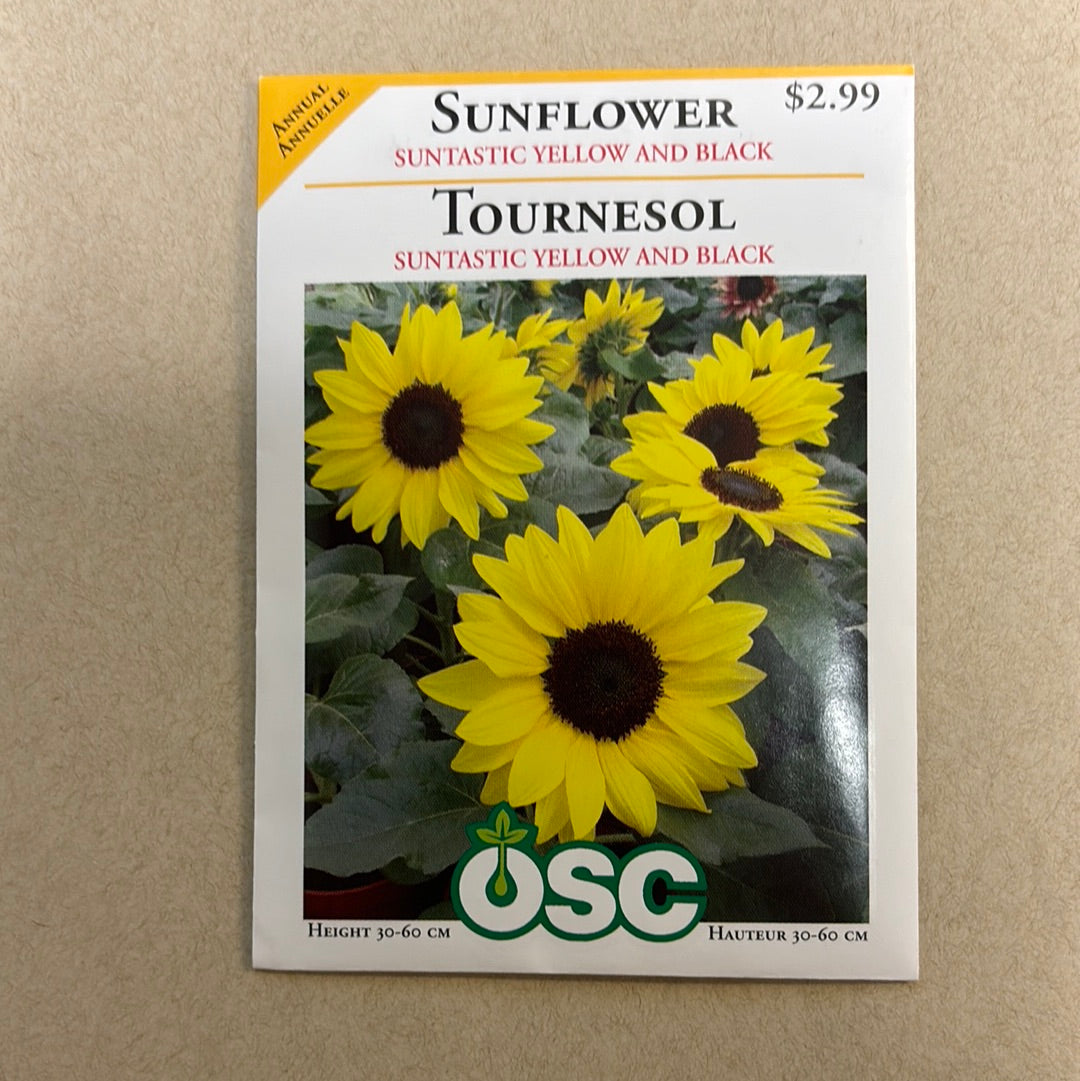 Sunflower Seed Packets Suntastic Yellow and Black Laporte's Nursery