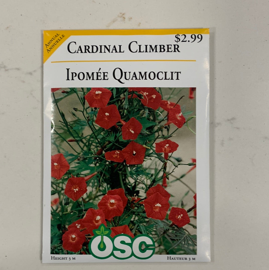 Cardinal Climber Seed Packets Laporte's Nursery & Greenhouses Inc.