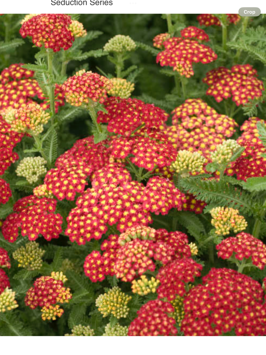 strawberry seduction yarrow seeds Achillea millefolium Strawberry Seduction – Laporte's Nursery & Greenhouses Inc