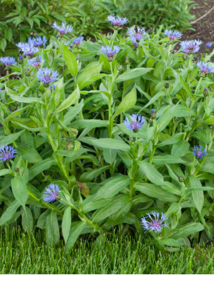 Centaurea