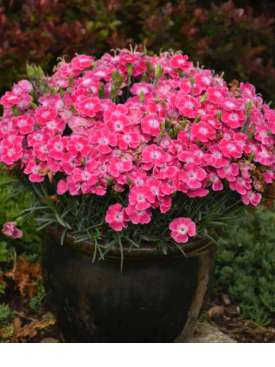 Dianthus hybrida Single Ladies Lip Gloss – Laporte's Nursery