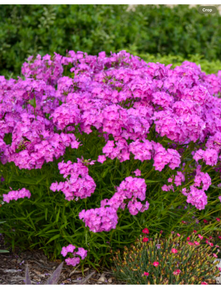 Opening Act Pink-a-Dot' Hybrid Phlox Phlox hybrid – Laporte's