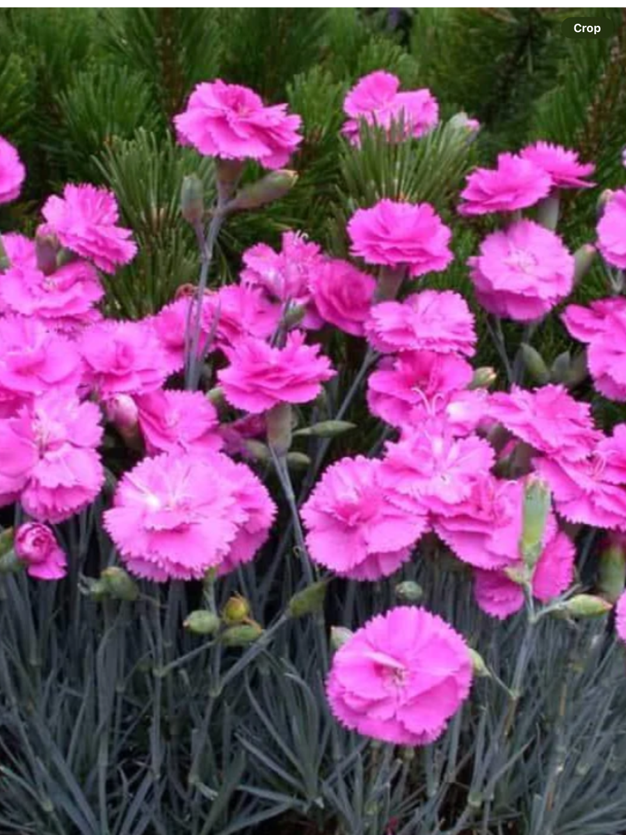 Dianthus hybrida First Scent Series Tickled Pink – Laporte's