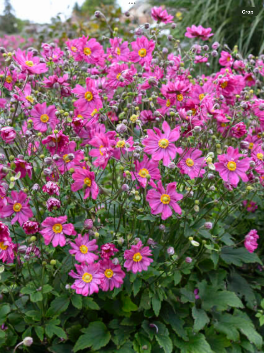 Anemone Japanese Curtain Call Deep Rose – Laporte's Nursery