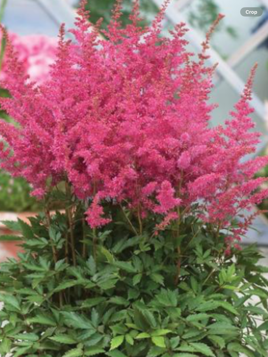 Astilbe Hybrida Younique Cerise Laporte s Nursery Greenhouses Inc astilbe-hybrida-younique-cerise-laporte-s-nursery-greenhouses-inc