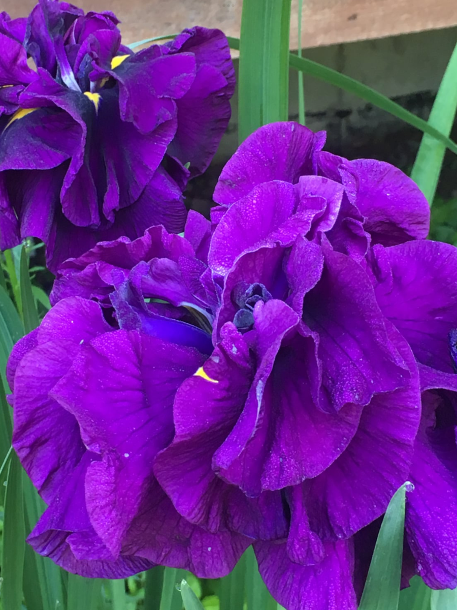 Iris Ensata Dinner Plate Blueberry Pie – Laporte's Nursery
