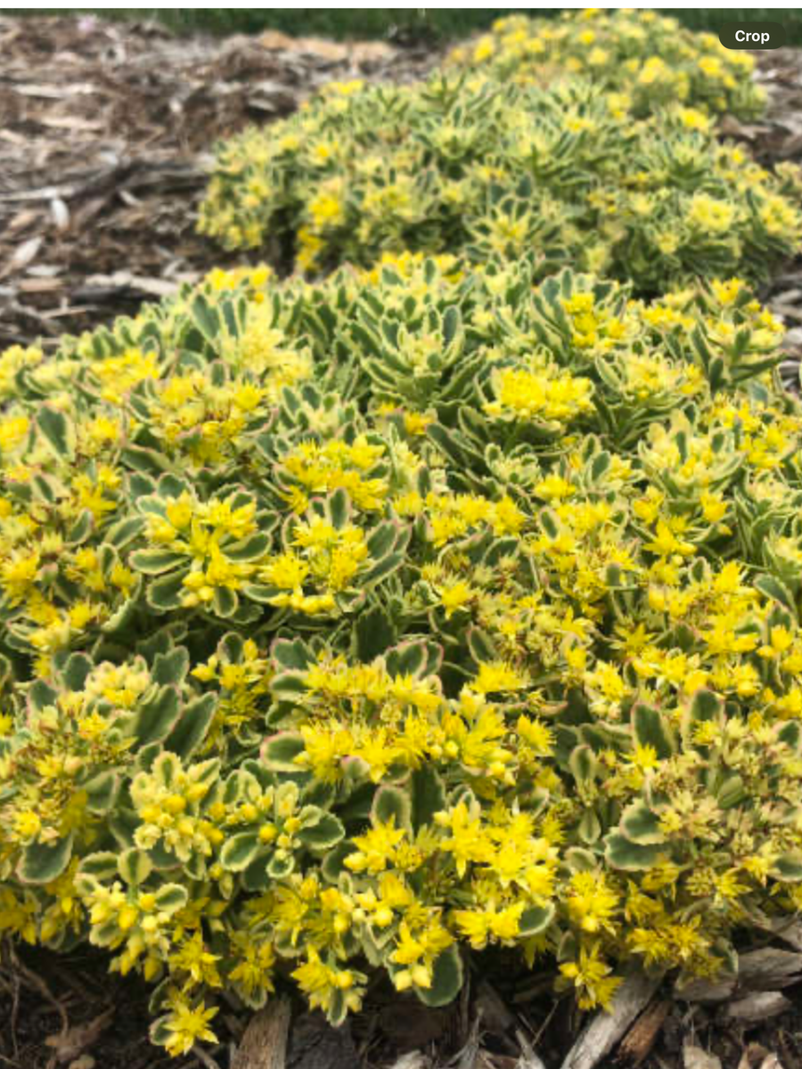 Rock 'N Low® ' Boogie Woogie' Stonecrop Sedum hybrid – Laporte's