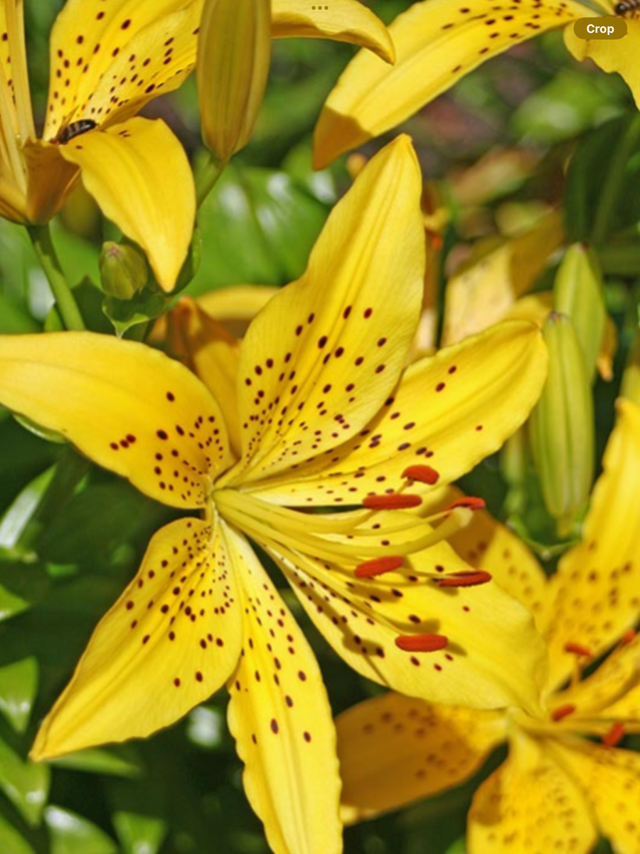 Lilium Asiatic Golden Matrix 1 Gallon Laporte's Nursery