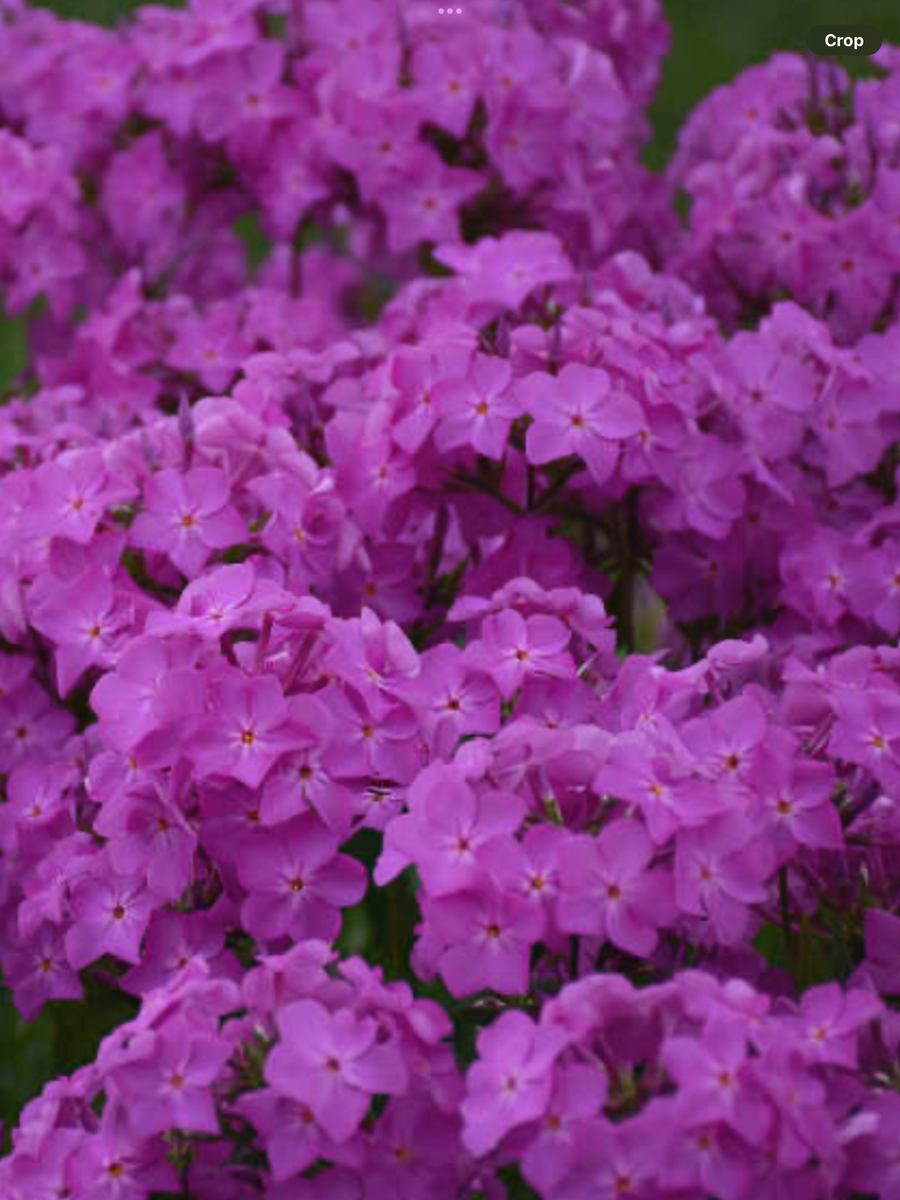 Opening Act Ultrapink' Hybrid Phlox Phlox hybrid – Laporte's