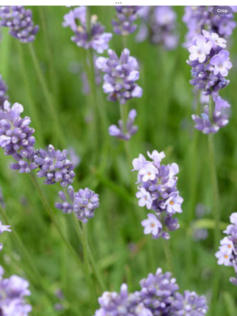 Lavendula Angustifolia Munstead 3.5” Pot Laporte's Nursery