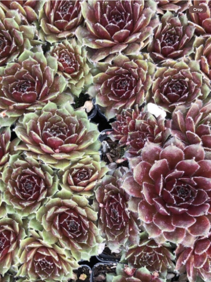 ハート　Ｋｉｌｌｅｒ　　　仔付　Sempervivum　センペルビブム ハート Killer 仔付 Sempervivum センペルビブム センペルビブム