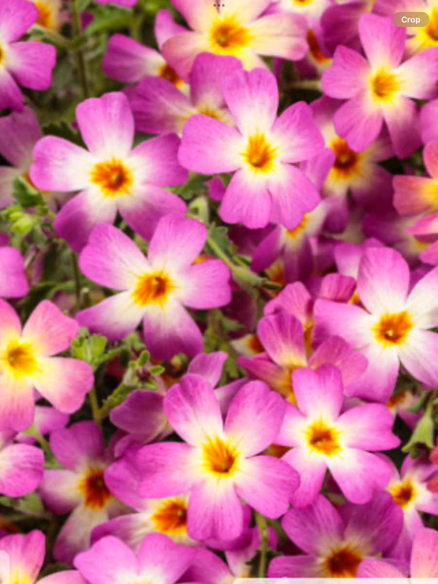 Safari® Dawn South African Phlox Jamesbrittenia hybrid – Laporte's