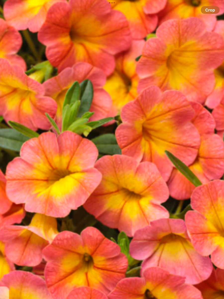 IMG-2333_1200x1200.png?v=