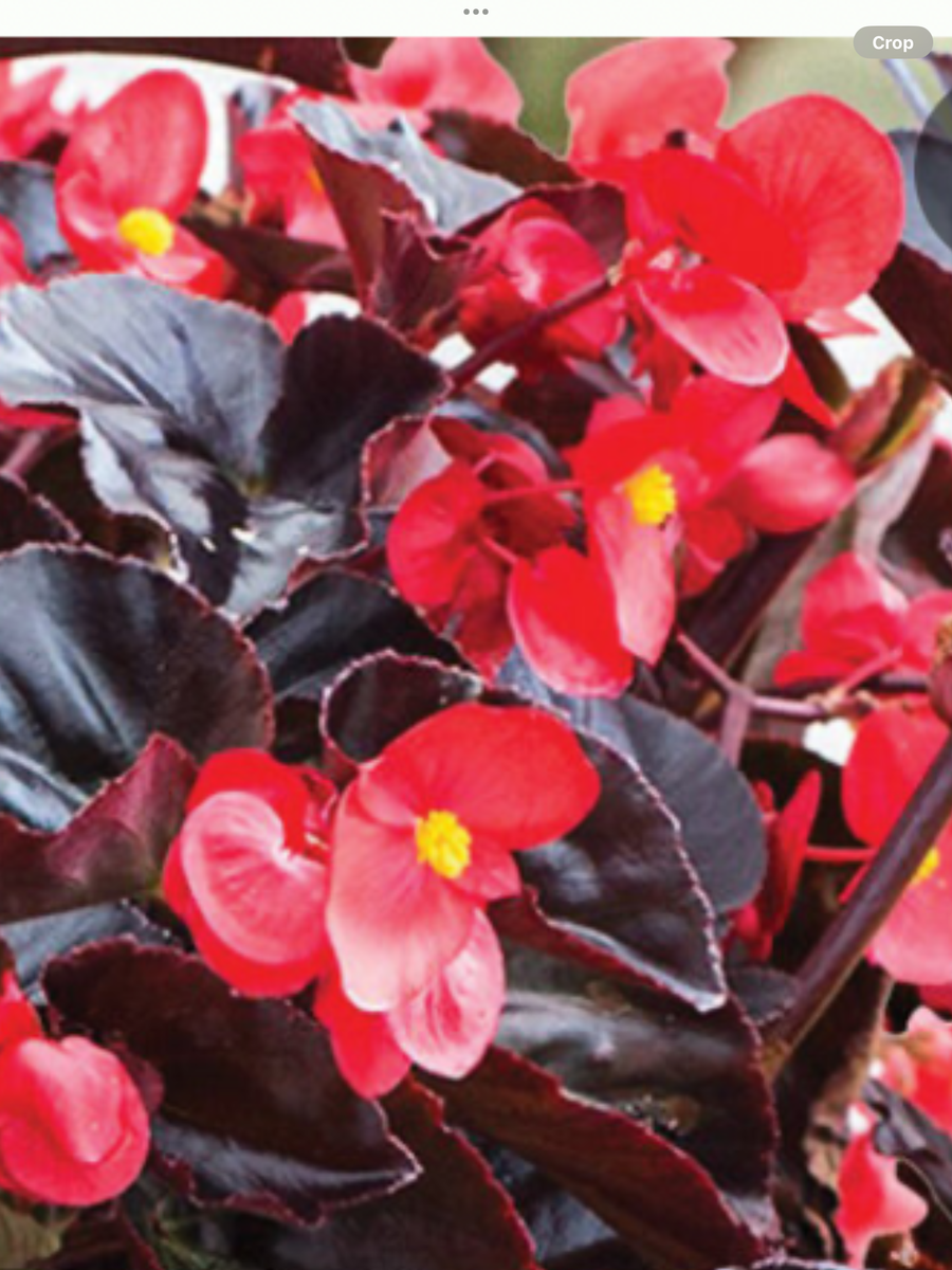 Surefire® Cherry Cordial™ Begonia x hybrida – Laporte's Nursery