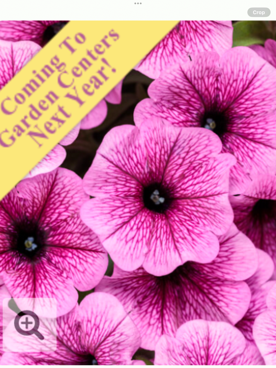 Supertunia Mini Vista® Plum Veined Petunia hybrid – Laporte's