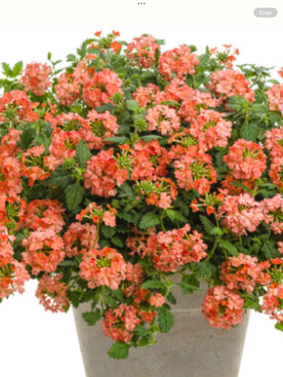 Superbena® Peachy Keen Verbena hybrid – Laporte's Nursery