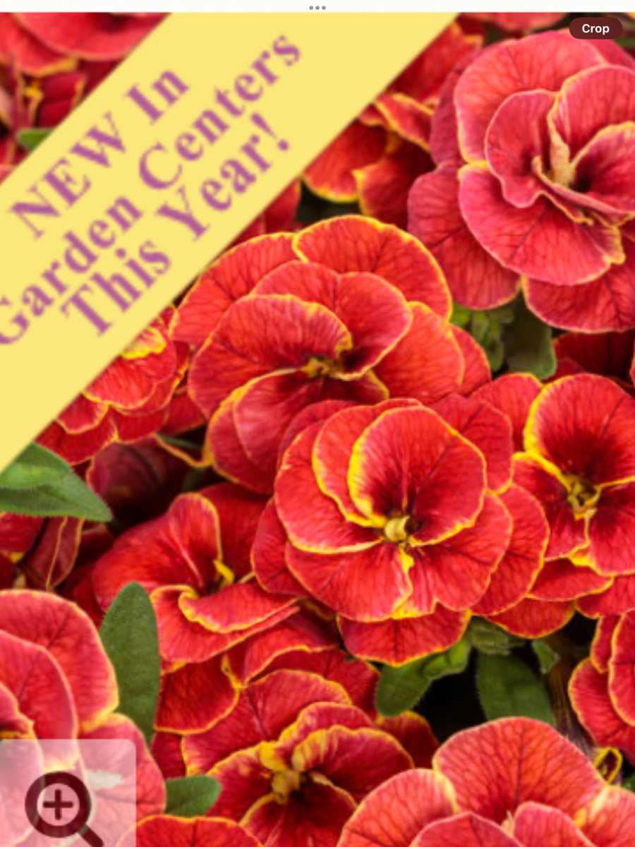 Superbells® Double Redstone™ Double Calibrachoa Calibrachoa hybrid