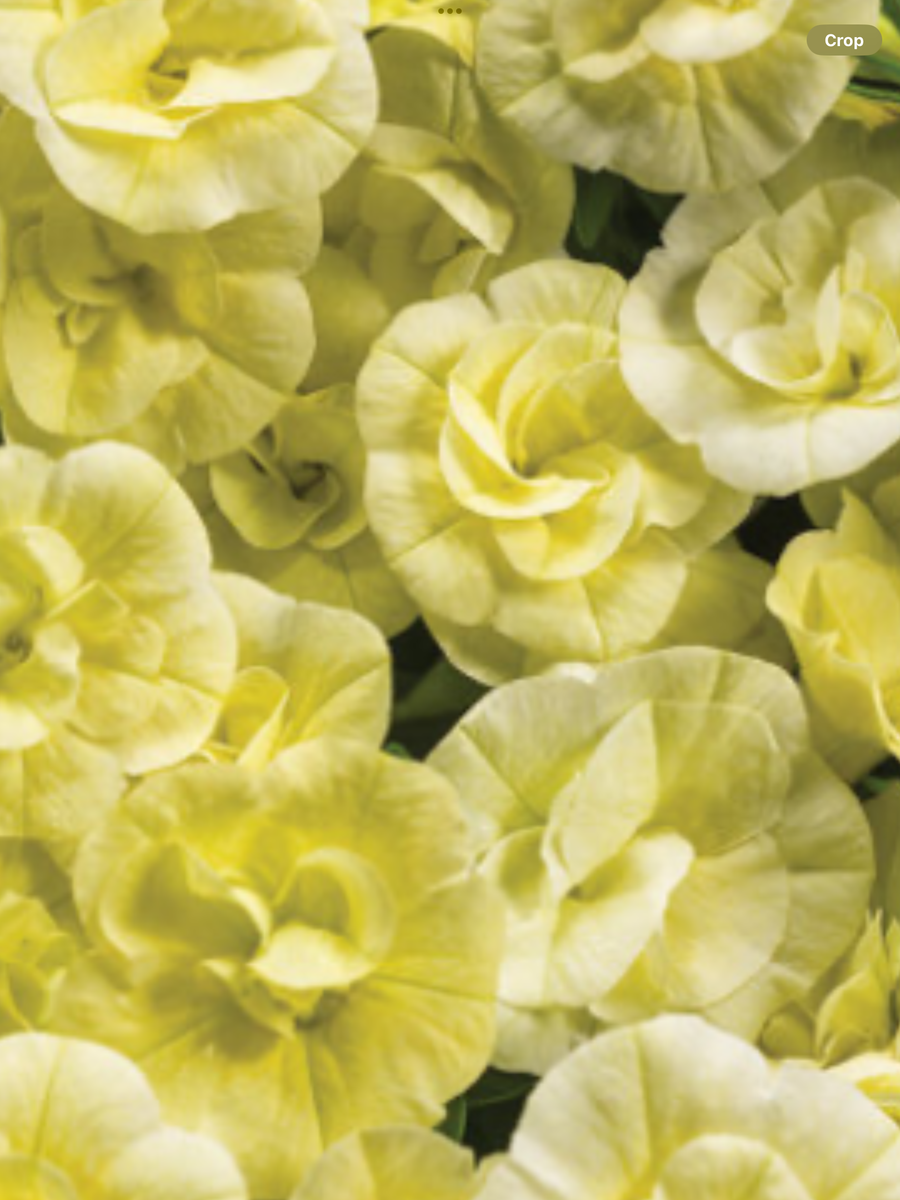 Superbells® Double Chiffon Double Calibrachoa Calibrachoa hybrid
