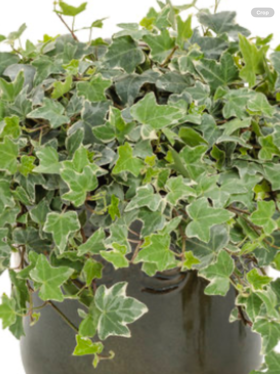 hedera glacier Glacier Ivy Hedera helix