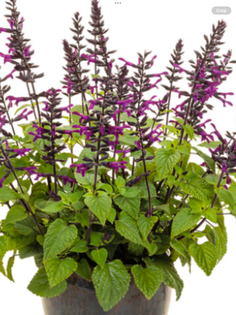 Rockin'® Deep Purple Salvia hybrid – Laporte's Nursery