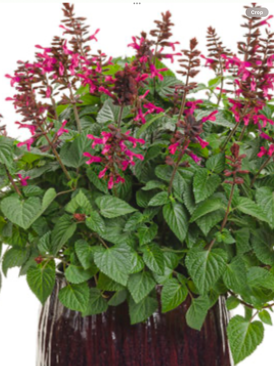 花 Funaki Rockin' Fuchsia Salvia – Salvia hybrid