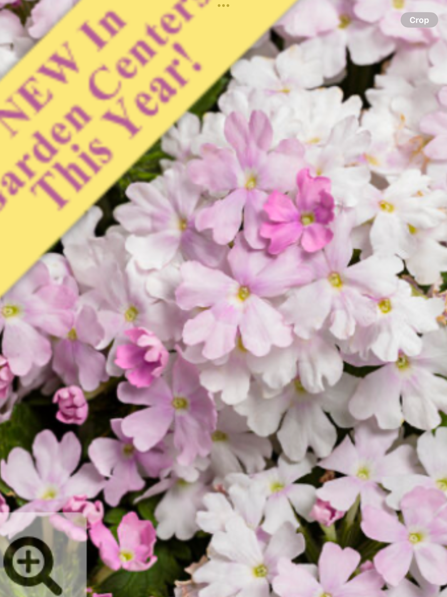 Superbena® Pink Cashmere™ Verbena hybrid – Laporte's Nursery