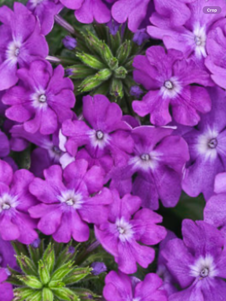 Superbena® Violet Ice Verbena hybrid – Laporte's Nursery