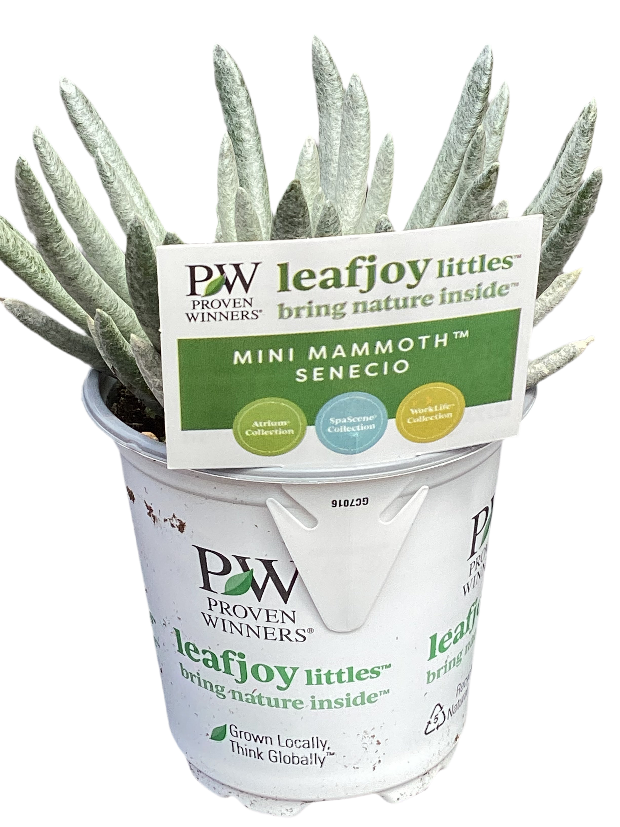 Mirage™ Mini Mammoth™ Woolly Scenecio Senecio scaposus – Laporte's