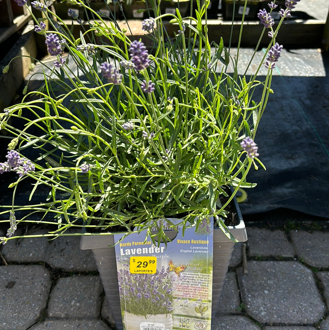 essence lavender plant Lavender 'Essence Purple'
