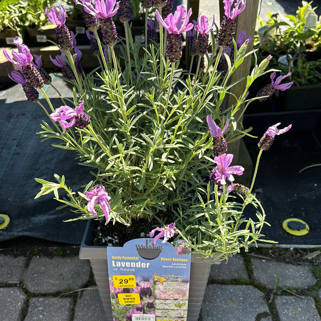 spanish lavender anouk tree Lavender 'Anouk'