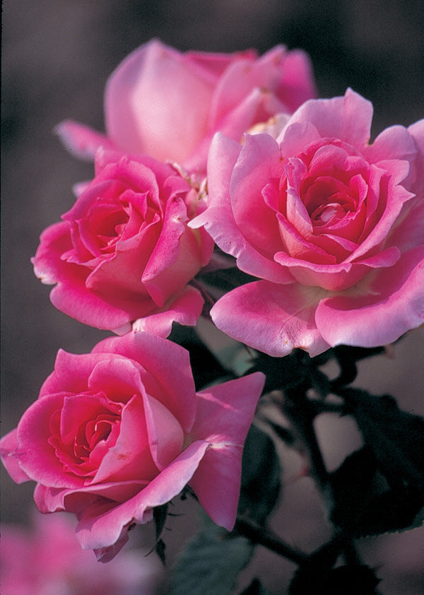 Roses – Laporte's Nursery & Greenhouses Inc.