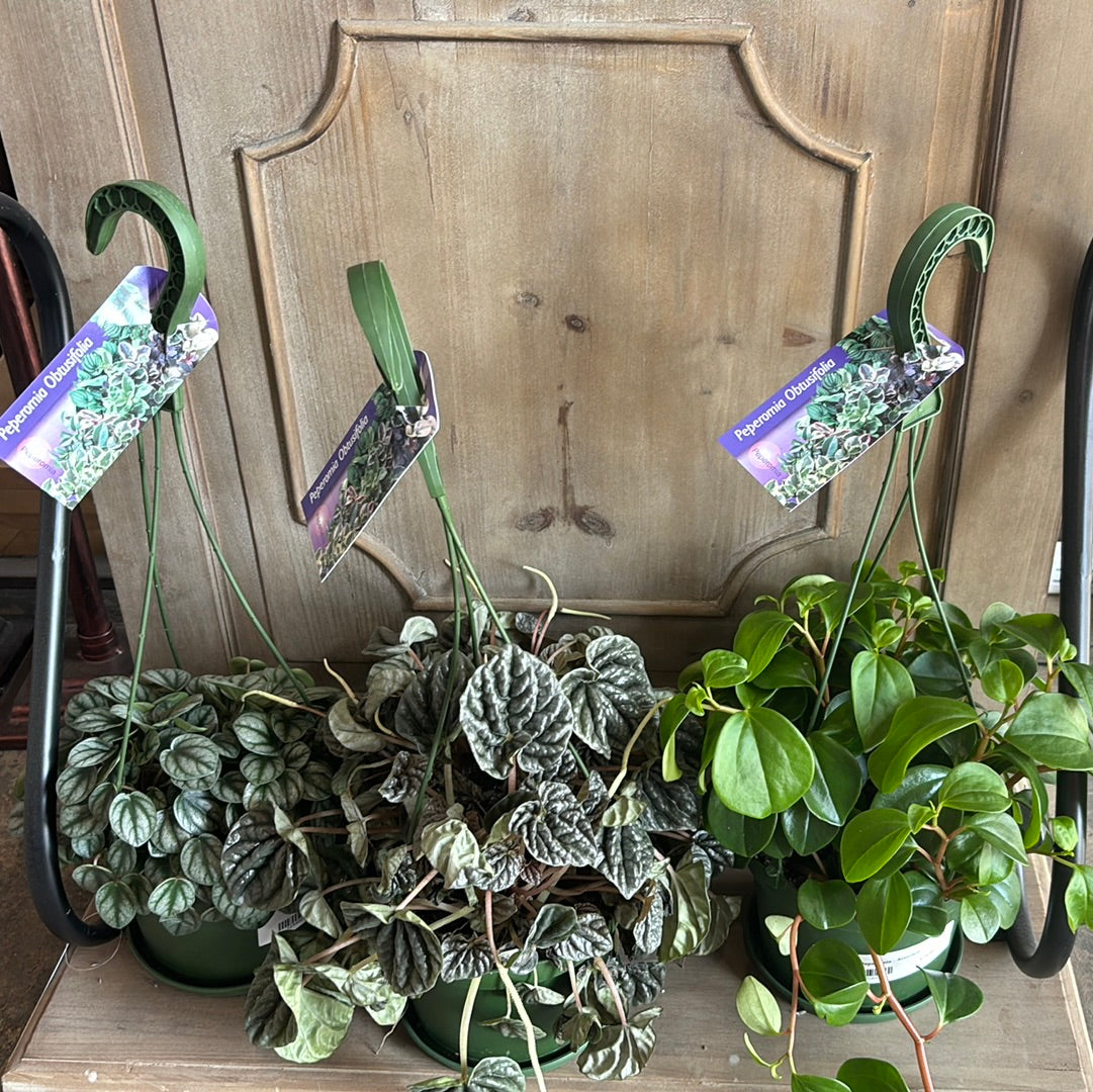 peperomia plant hanging Peperomia 'Assorted' Hanging Basket