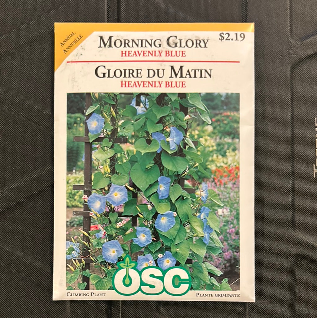 morning glory seed packets Morning Glory Seed Packets