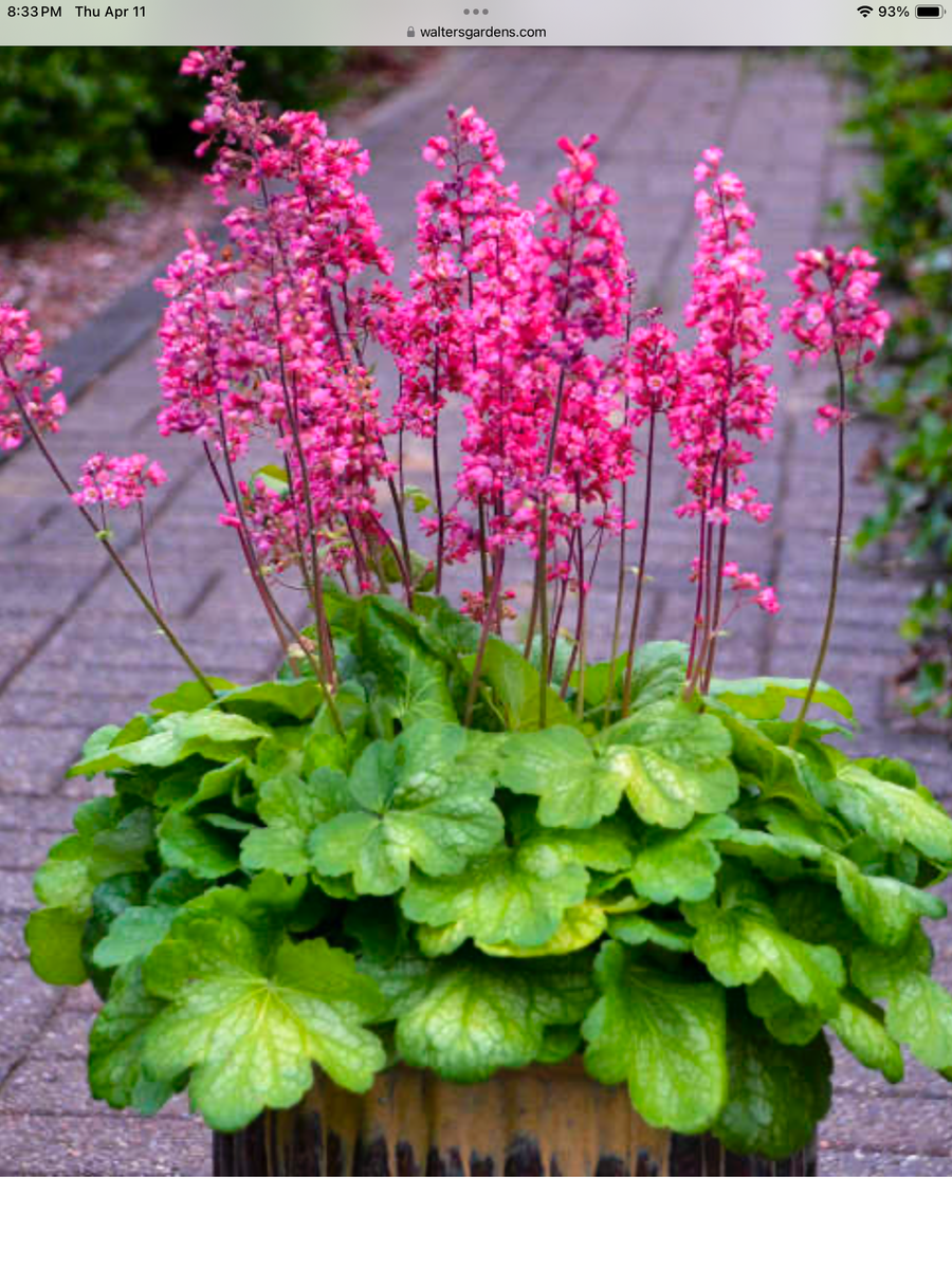 Heuchera Americana Hybrids Timeless Glow - 1 Gallon – Laporte's Nursery ...