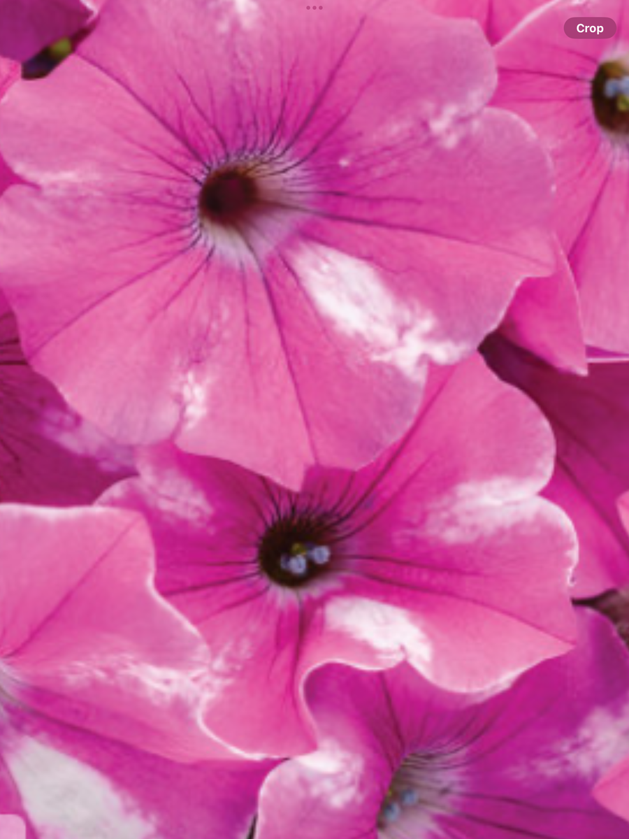 Supertunia® Raspberry Rush™ Petunia hybrid – Laporte's Nursery ...