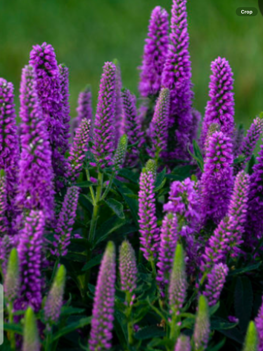 Magic Show® 'Purple Illusion' Spike Speedwell Veronica hybrid – Laporte ...