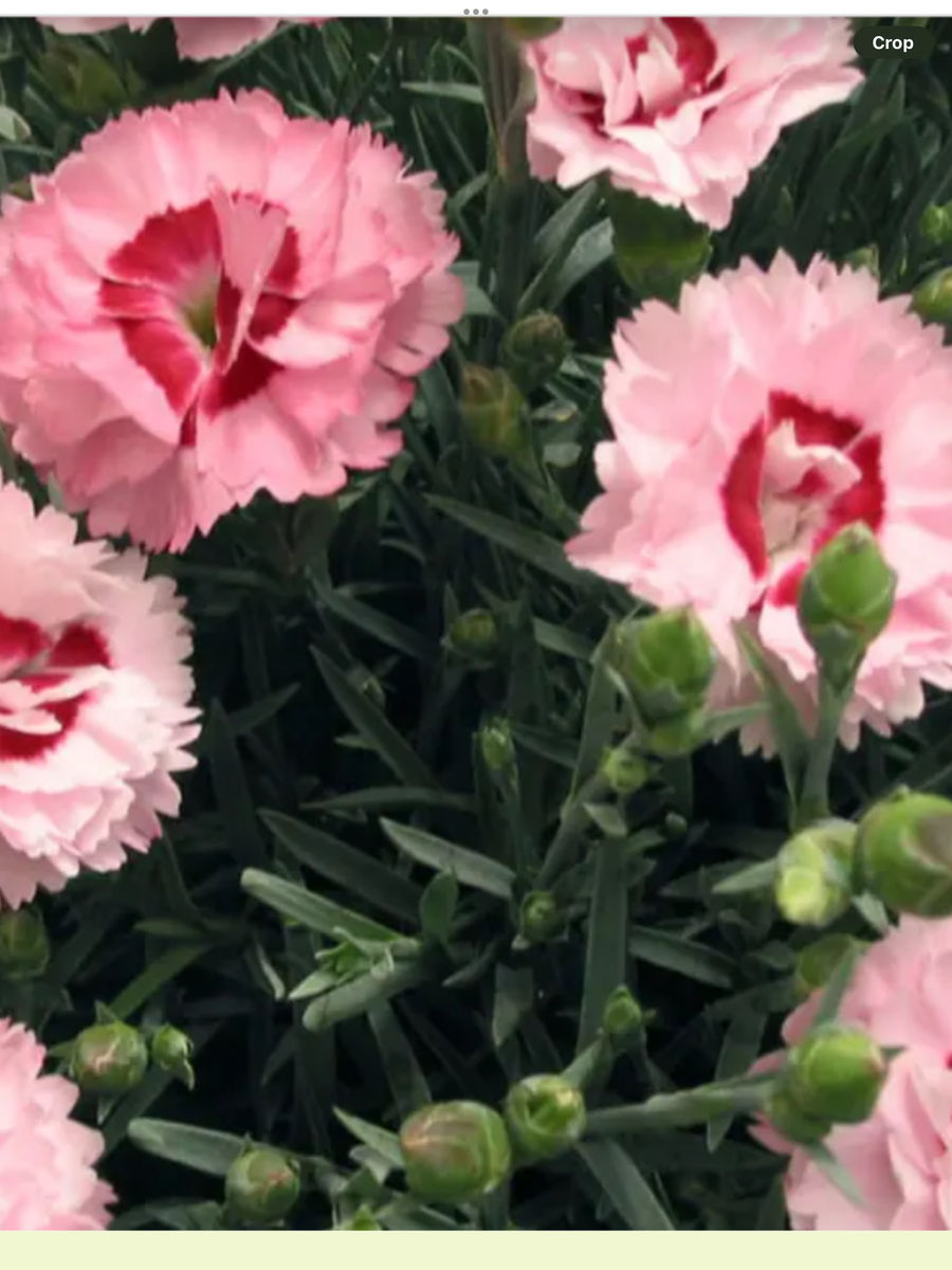 Dianthus hybrida First Scent Series Raspberry Surprise – Laporte's ...