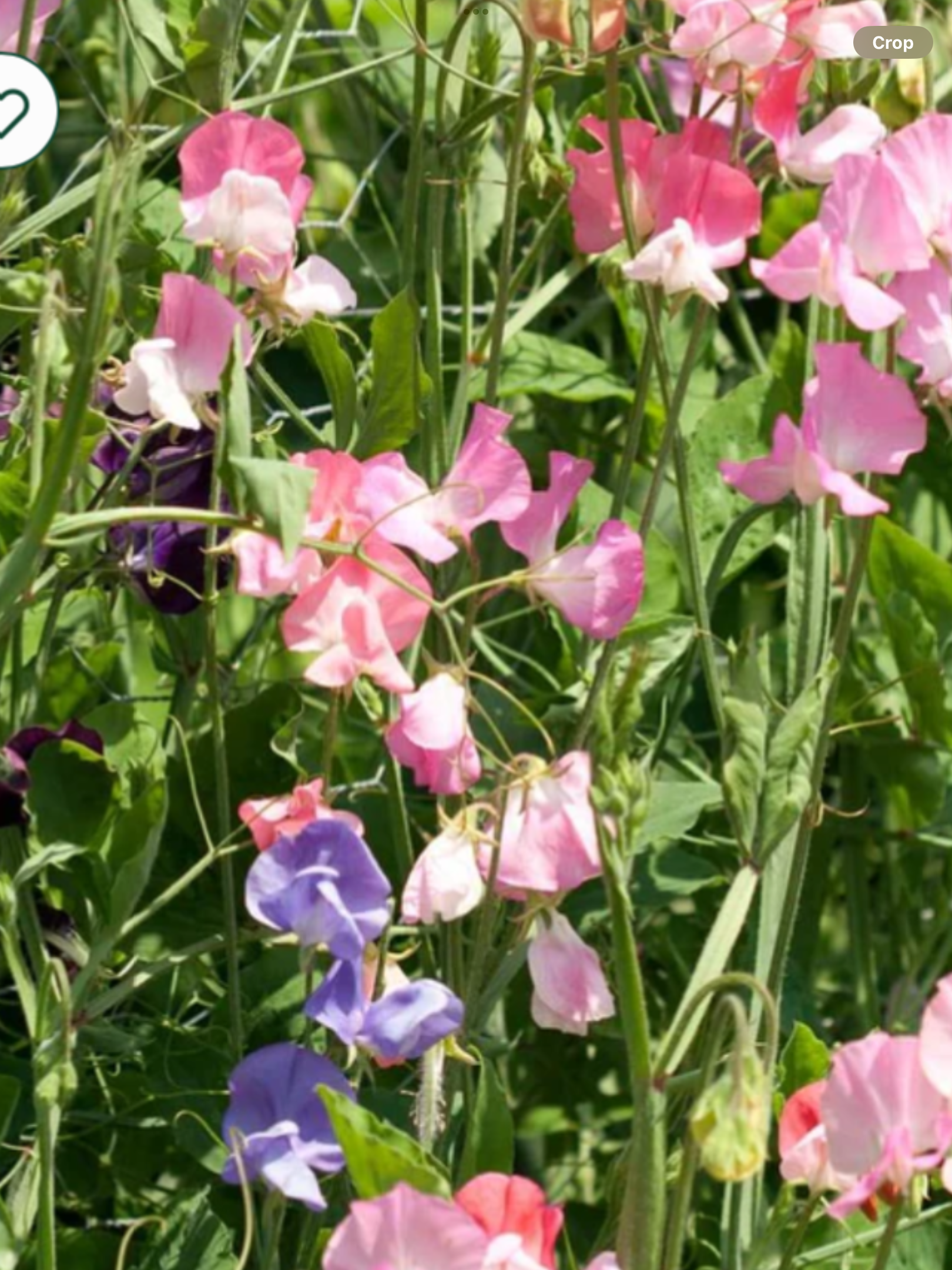 Lathyrus Splendens Mix Laporte s Nursery Greenhouses Inc Lathyrus Splendens Mix Laporte s Nursery Greenhouses Inc