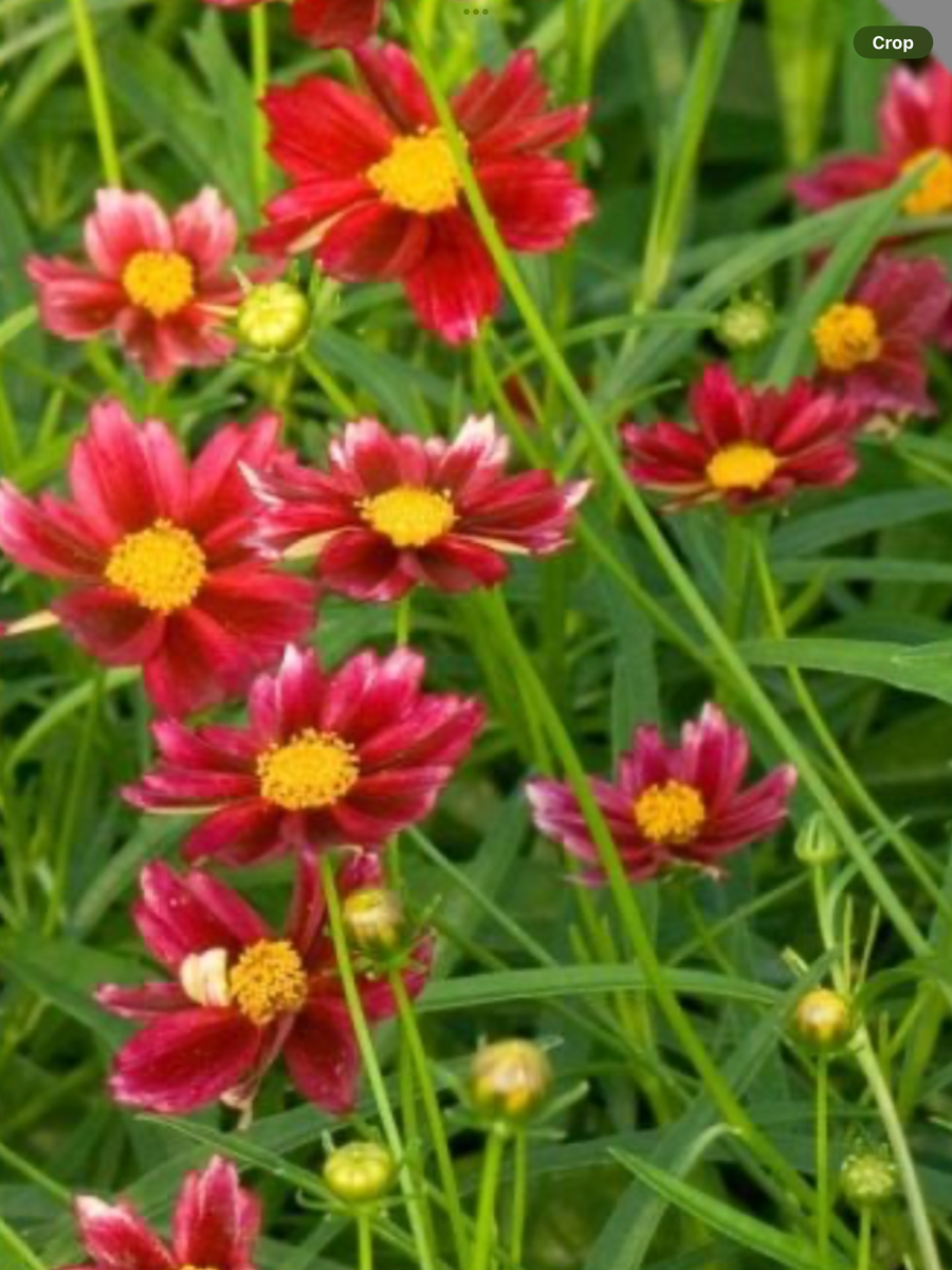 Coreopsis Rising Sun Coreopsis hybrid Big Bang Mercury Rising – Laporte's Nursery ...