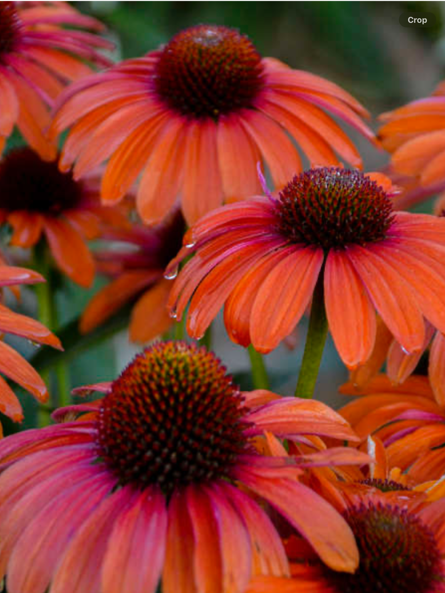 Color Coded® 'Orange You Awesome' Coneflower Echinacea hybrid – Laporte ...