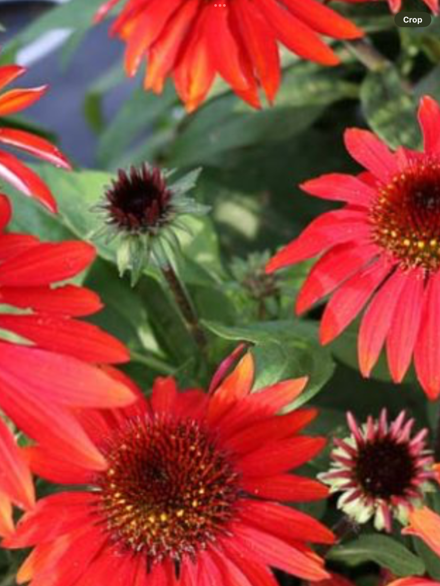 Echinacea Sombrero Sangrita - 1 Gallon – Laporte's Nursery ...