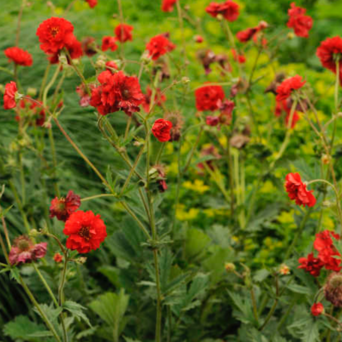 Geum Blazing Sunset - 1 Gallon – Laporte's Nursery & Greenhouses Inc.