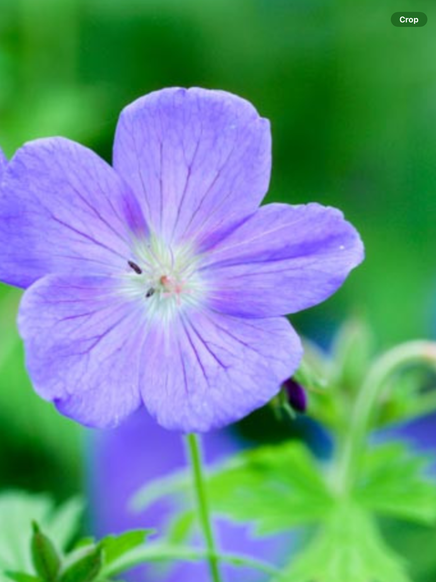 Geranium hybrida Johnson’s Blue - 1 Gallon – Laporte's Nursery ...