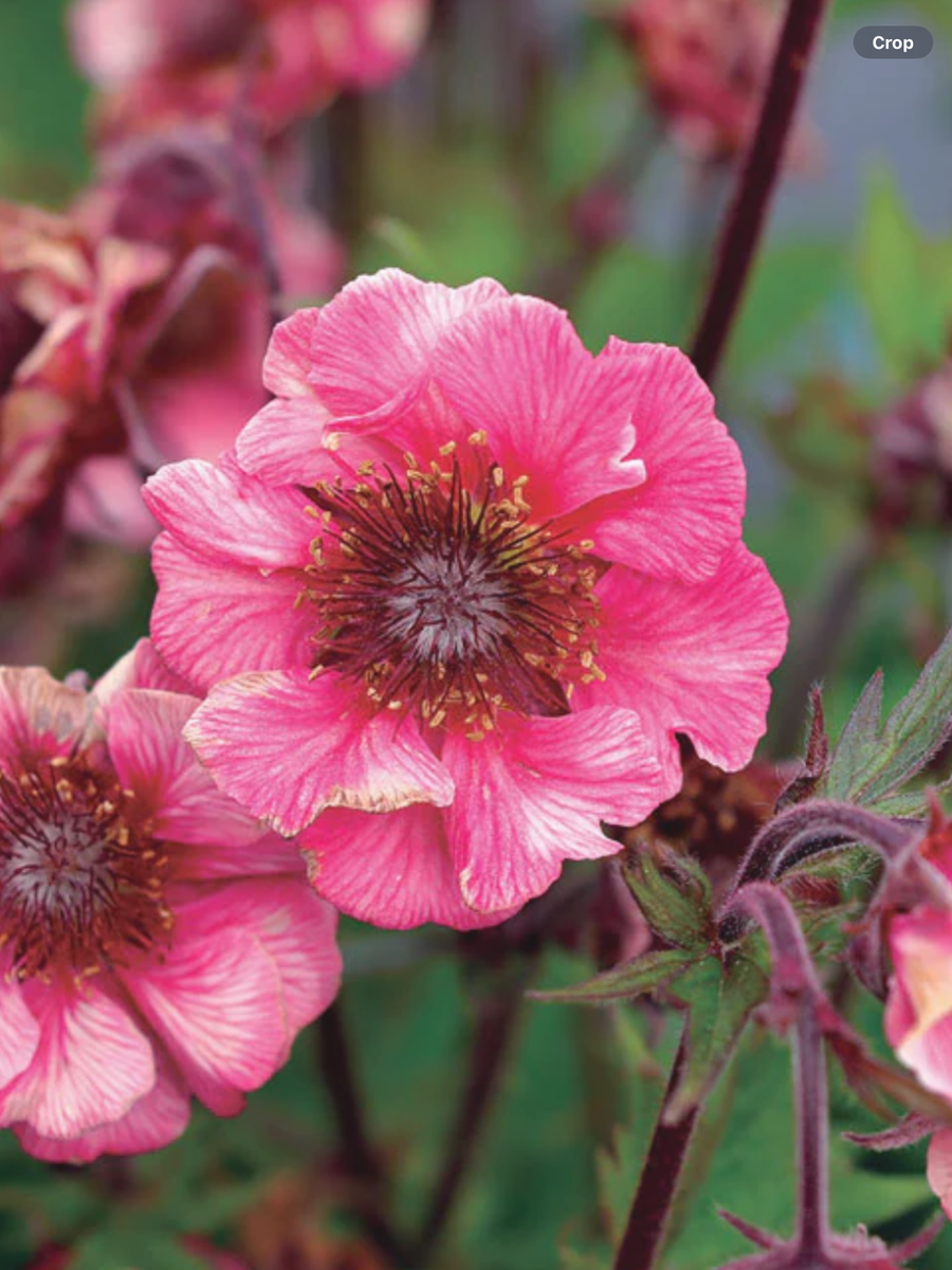 Geum Tempo Rose – Laporte's Nursery & Greenhouses Inc.