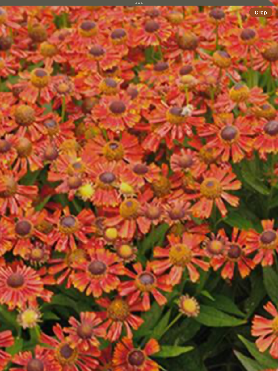 Helenium autumnale Salsa – Laporte's Nursery & Greenhouses Inc.