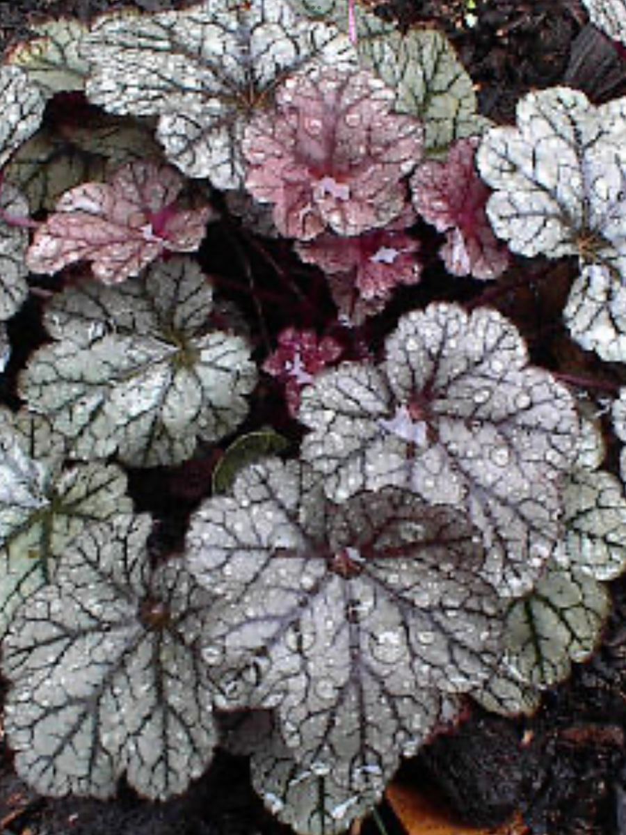 Heuchera Americana Hybrids Silver Scrolls - 1 Gallon – Laporte's ...