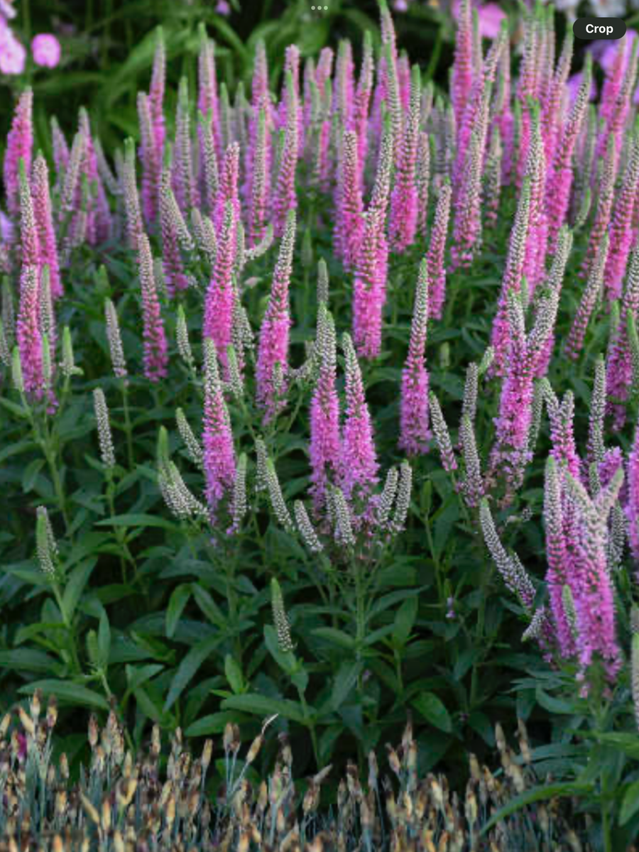 Magic Show® 'Pink Potion' Spike Speedwell Veronica hybrid – Laporte's ...