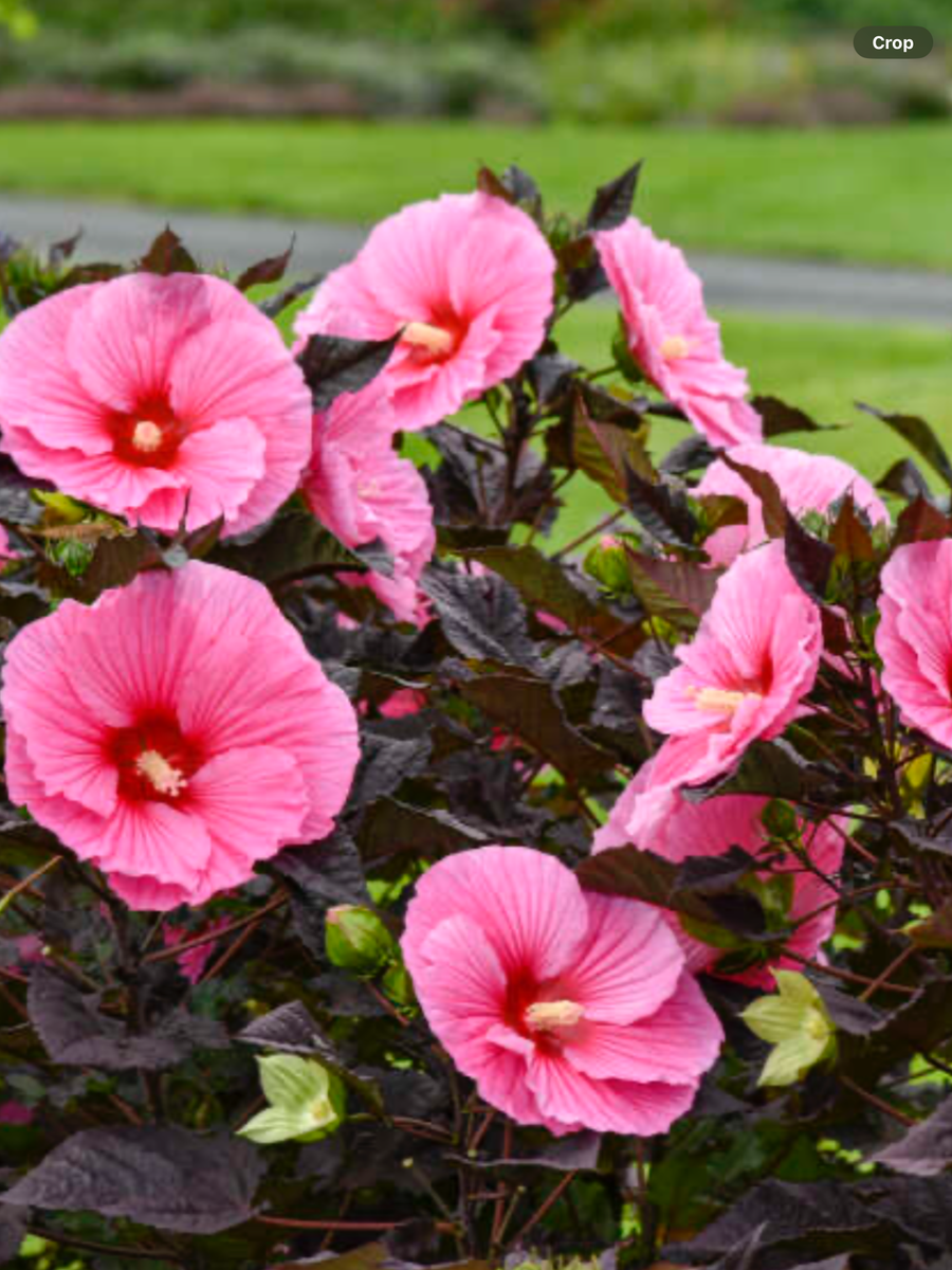 Summerific® 'Edge of Night' Rose Mallow Hibiscus hybrid – Laporte's ...