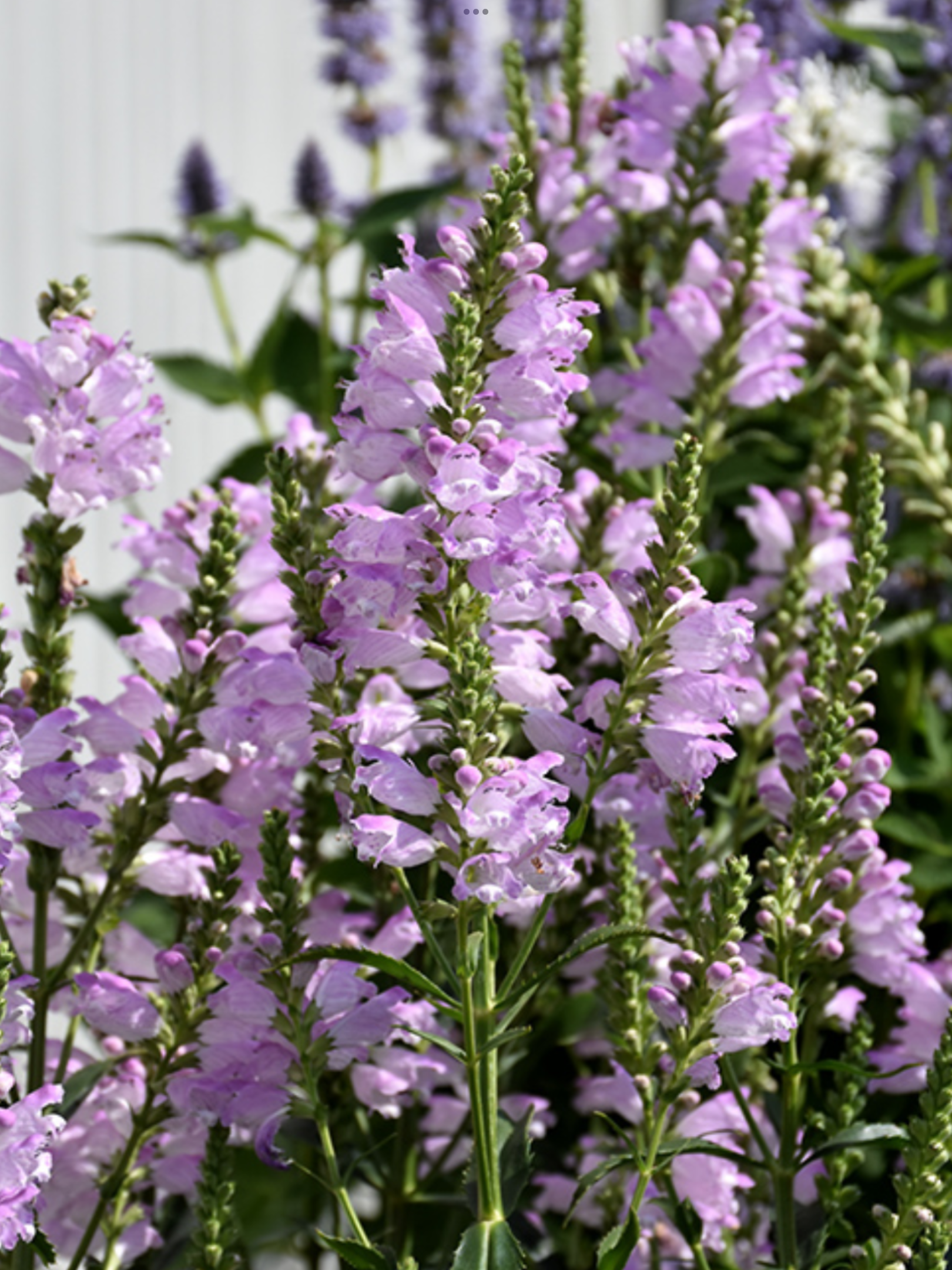 Obedient Plant - Pink Manners